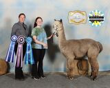 alpaca for sale