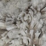 alpaca for sale
