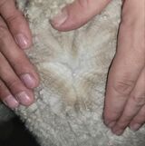 alpaca for sale