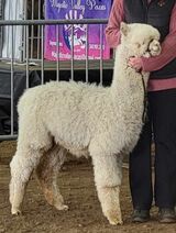alpaca for sale
