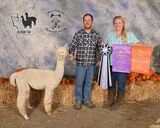 alpaca for sale