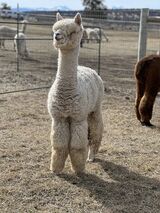 alpaca for sale