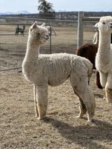 alpaca for sale