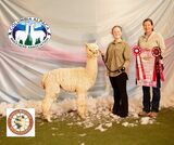 alpaca for sale