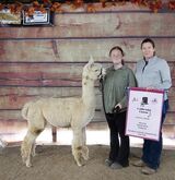 alpaca for sale