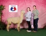 alpaca for sale