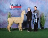 alpaca for sale