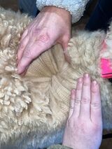 alpaca for sale