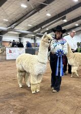alpaca for sale