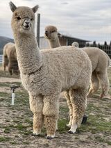 alpaca for sale