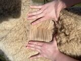 alpaca for sale