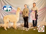 alpaca for sale