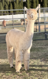 alpaca for sale