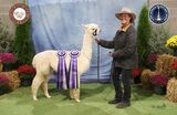 alpaca for sale