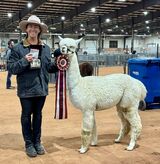 alpaca for sale