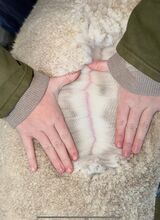 alpaca for sale