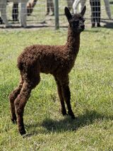 alpaca for sale