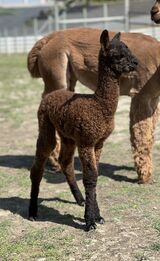 alpaca for sale