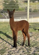 alpaca for sale
