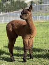 alpaca for sale