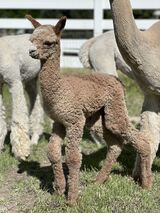 alpaca for sale