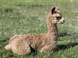 alpaca for sale