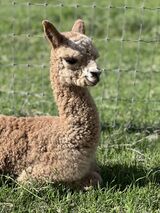 alpaca for sale