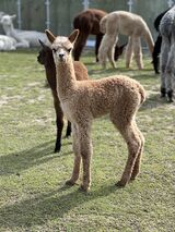 alpaca for sale