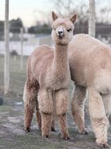 alpaca for sale