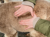 alpaca for sale