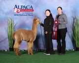 alpaca for sale