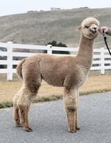 alpaca for sale