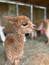 alpaca for sale