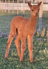alpaca for sale