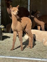 alpaca for sale
