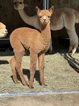 alpaca for sale