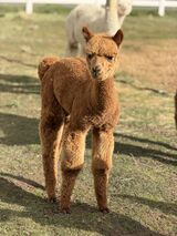 alpaca for sale