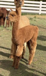 alpaca for sale