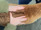 alpaca for sale