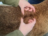 alpaca for sale