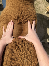 alpaca for sale