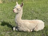 alpaca for sale