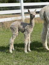 alpaca for sale