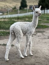 alpaca for sale