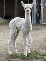 alpaca for sale