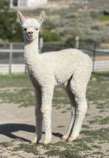 alpaca for sale