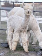 alpaca for sale