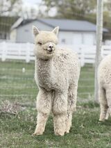 alpaca for sale