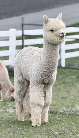 alpaca for sale