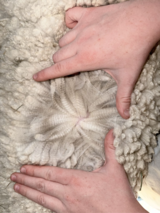 alpaca for sale